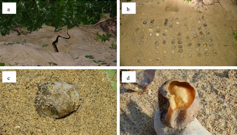 Preserved food for snakes: predation on naturally .